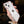 Case Strass